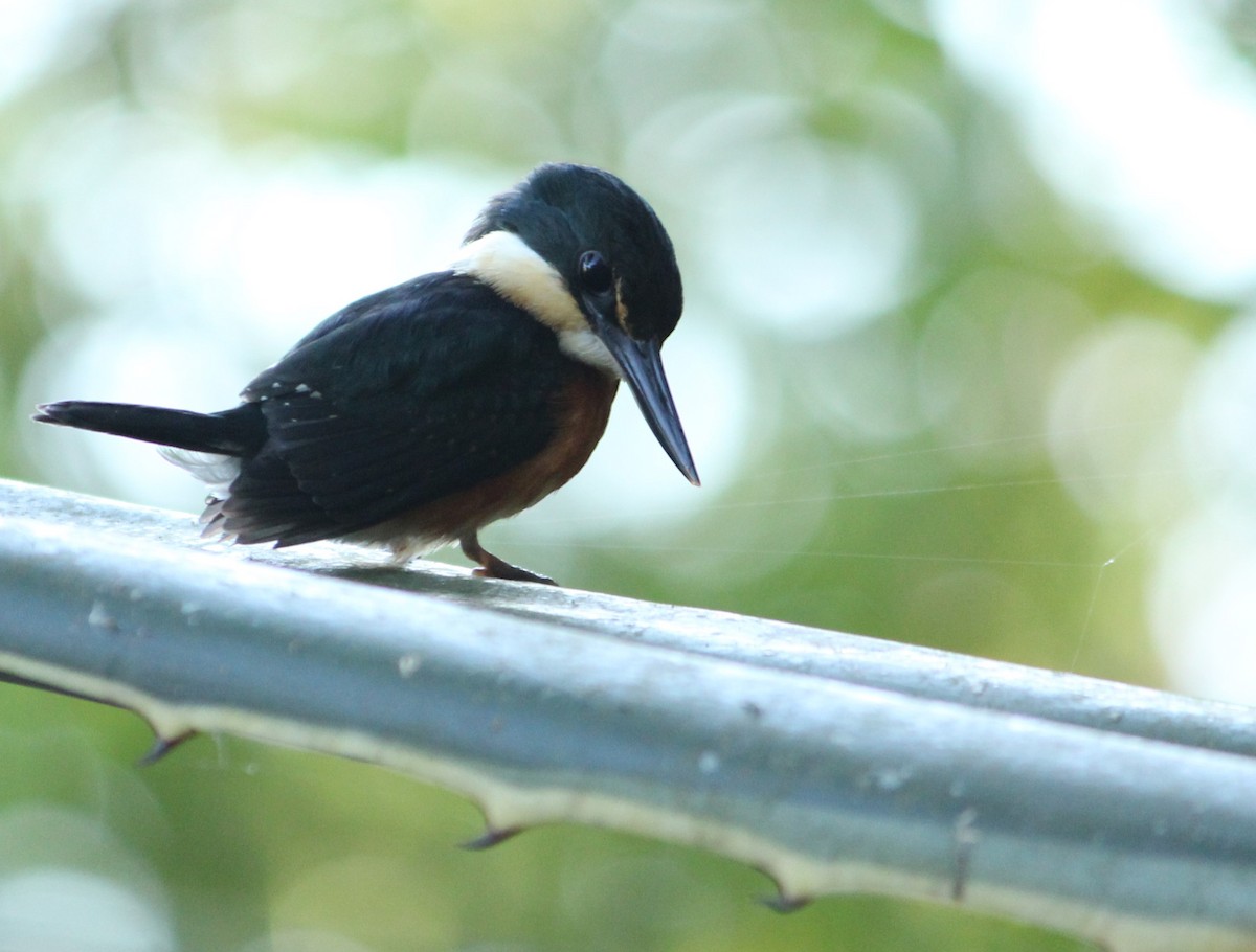 American Pygmy Kingfisher - Miguel  Magro