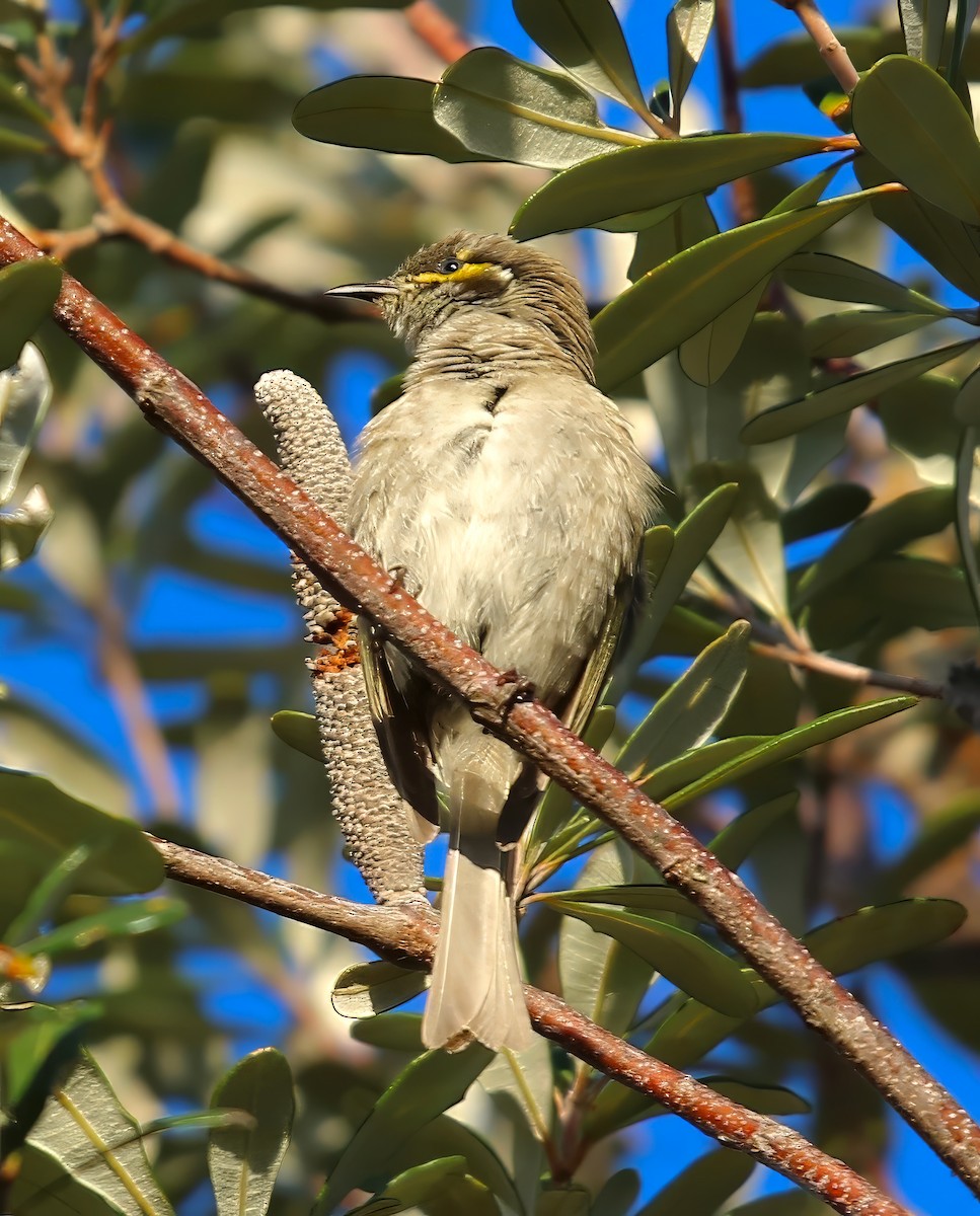 Yellow-faced Honeyeater - ML618735118