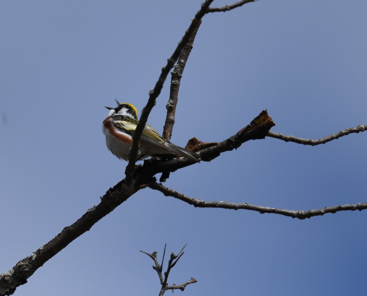 Chestnut-sided Warbler - ML618735166