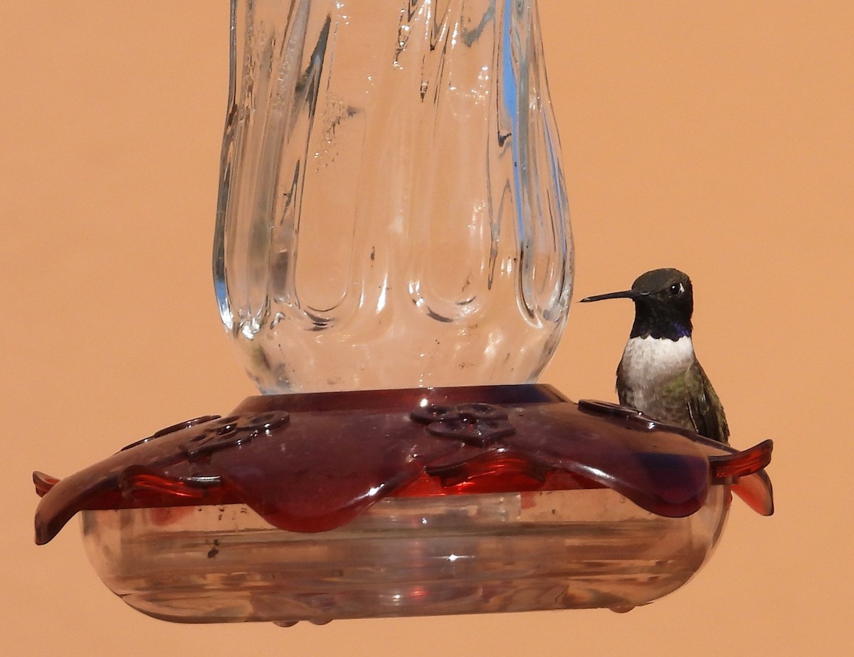 Black-chinned Hummingbird - ML618735174