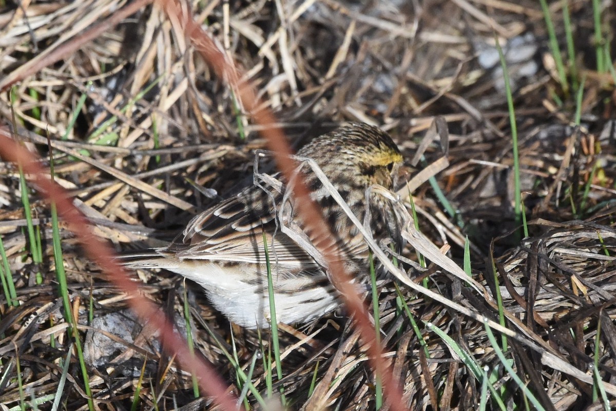 גיבתונית ערבות - ML618735185