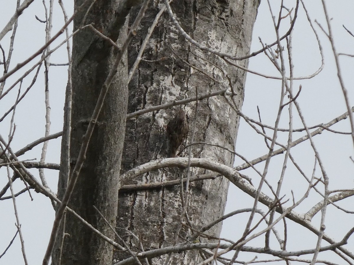 Short-toed Treecreeper - Kathy Woolsey