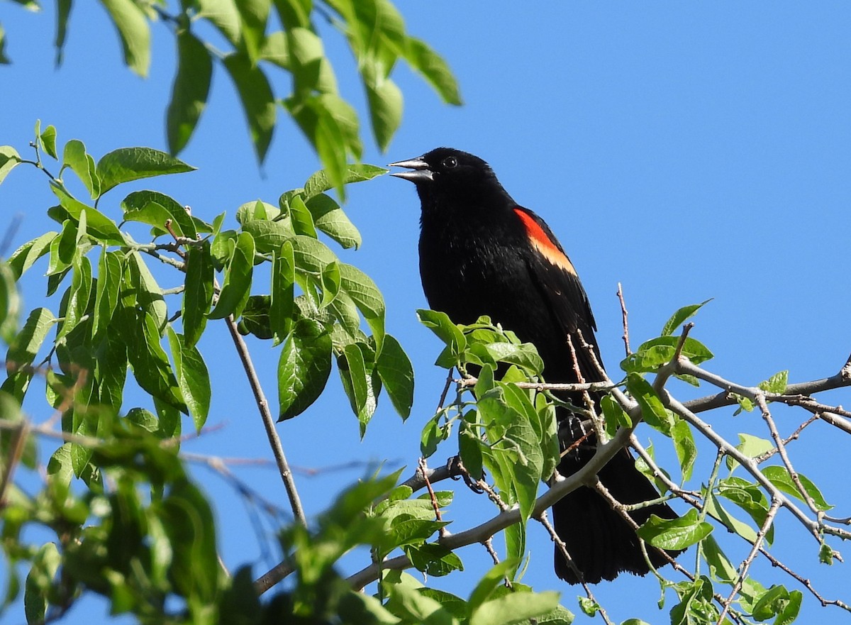 Red-winged Blackbird - ML618735216