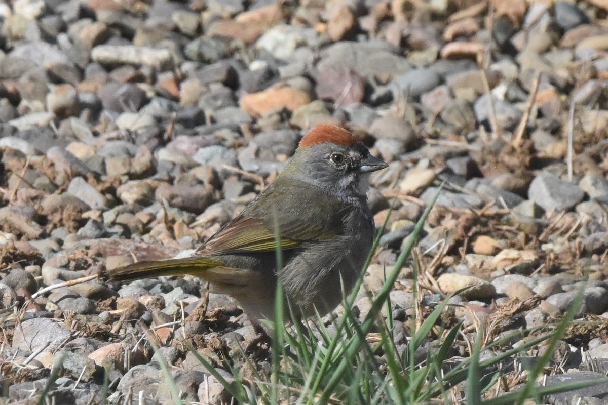 Green-tailed Towhee - Nick Moore
