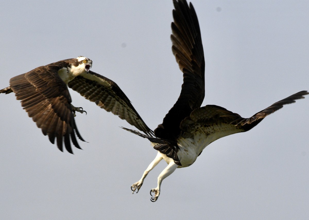 Águila Pescadora - ML618735238