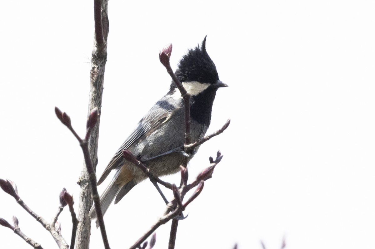 Rufous-vented Tit - Robert Lewis