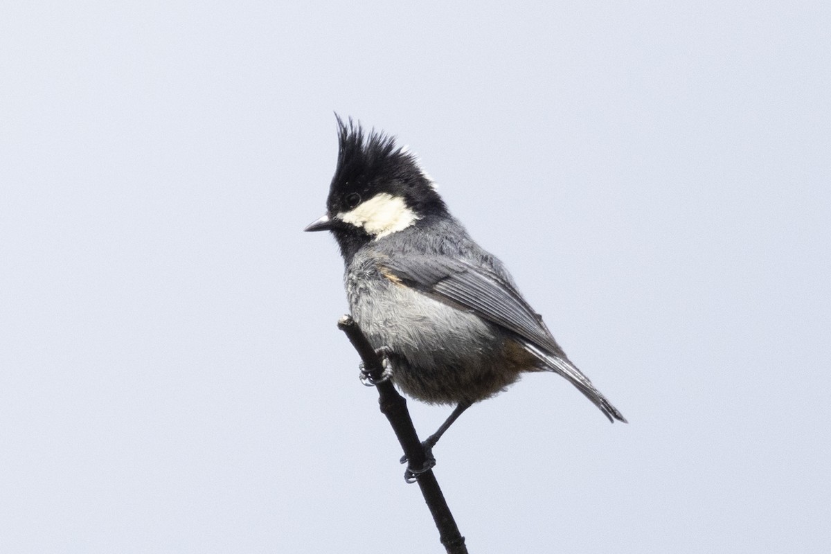 Rufous-vented Tit - Robert Lewis