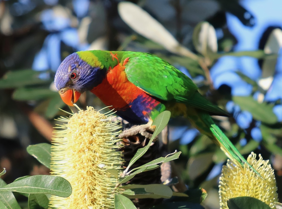 Rainbow Lorikeet - ML618735275