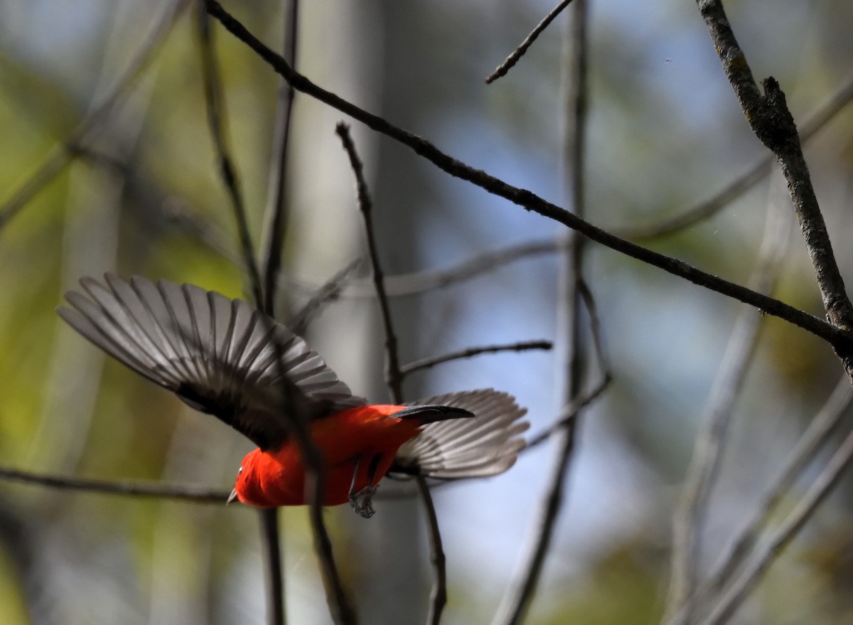 Scarlet Tanager - ML618735287