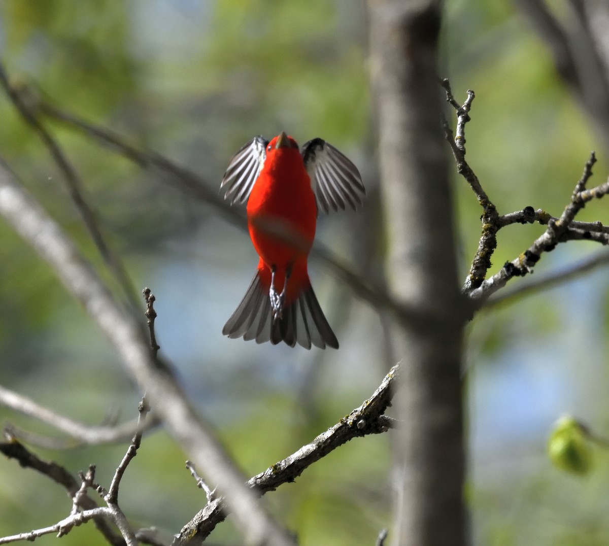 Scarlet Tanager - ML618735288
