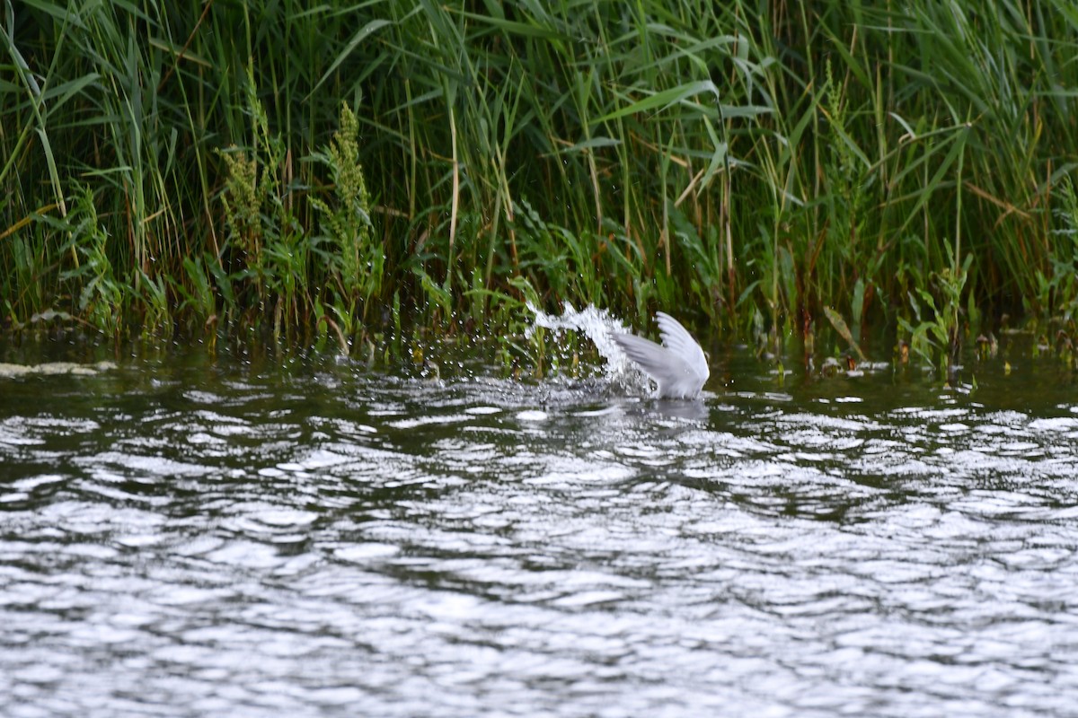 Forster's Tern - ML618735293