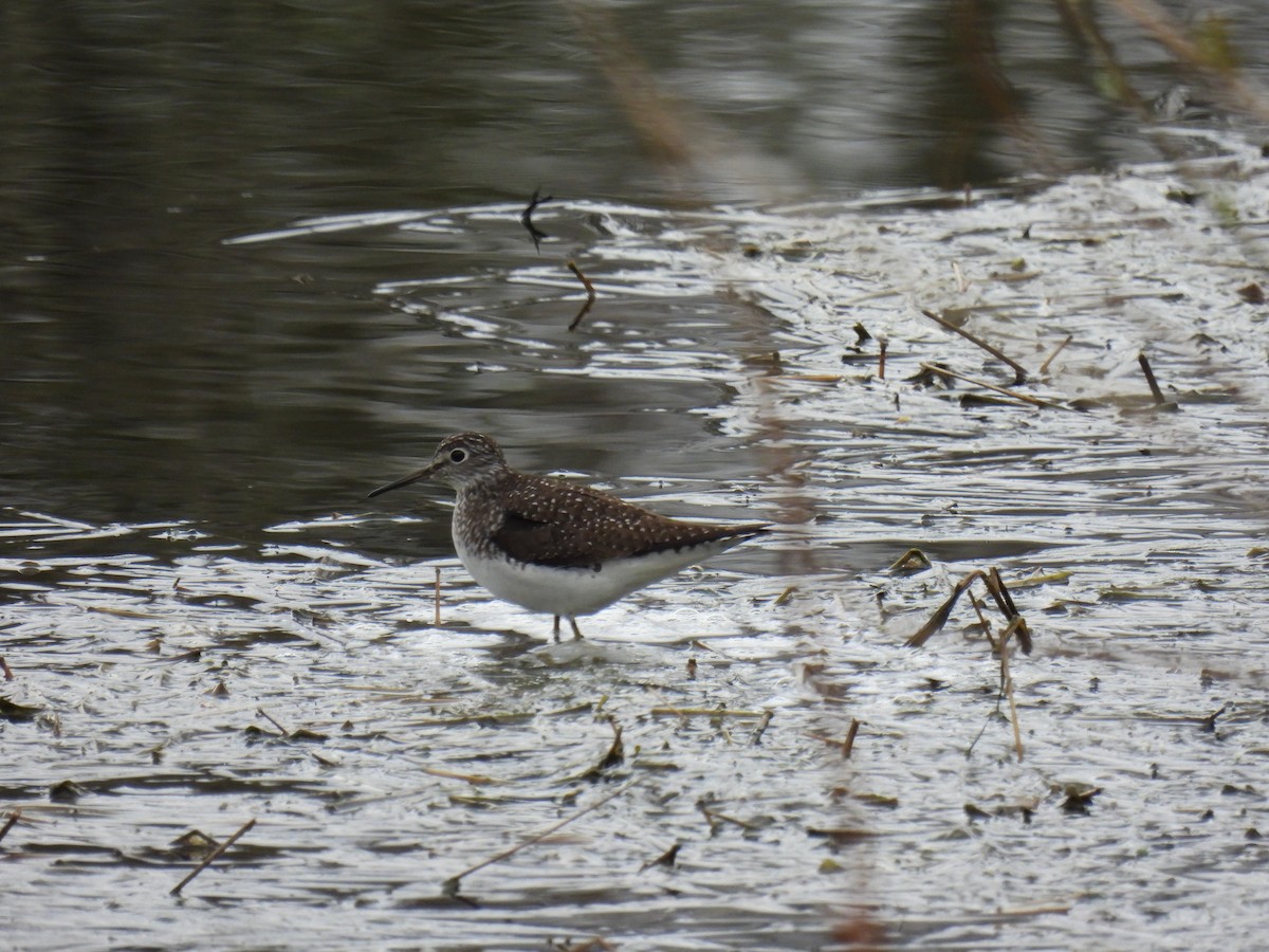 Solitary Sandpiper - Tim Flight