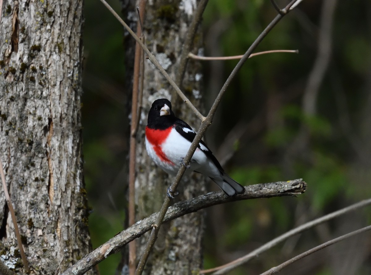 Rose-breasted Grosbeak - FELIX-MARIE AFFA'A