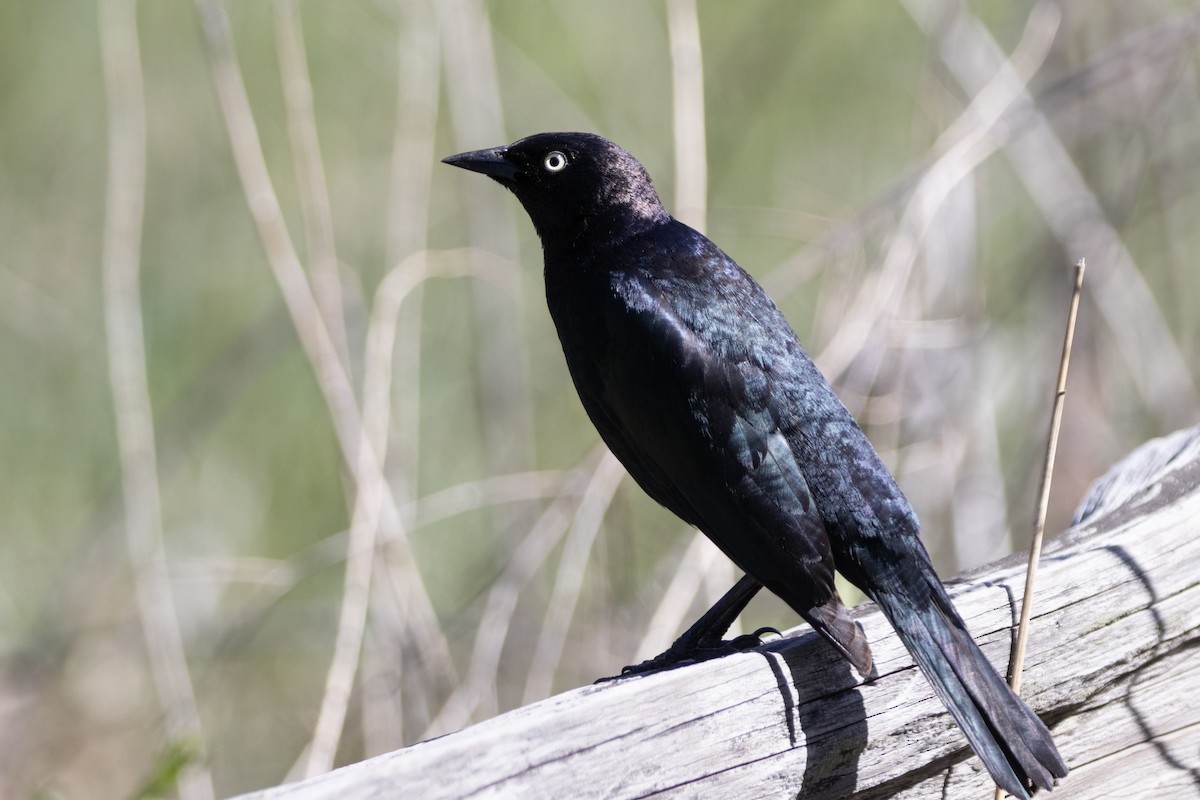 Brewer's Blackbird - Marcelo Corella