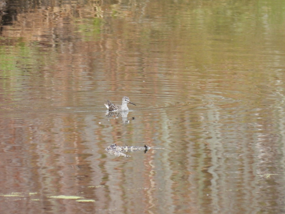 Lesser Yellowlegs - Tim Flight