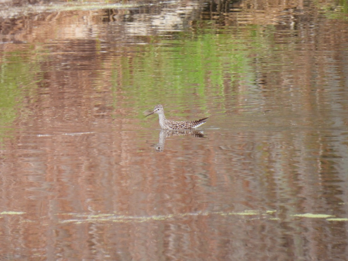 Lesser Yellowlegs - Tim Flight