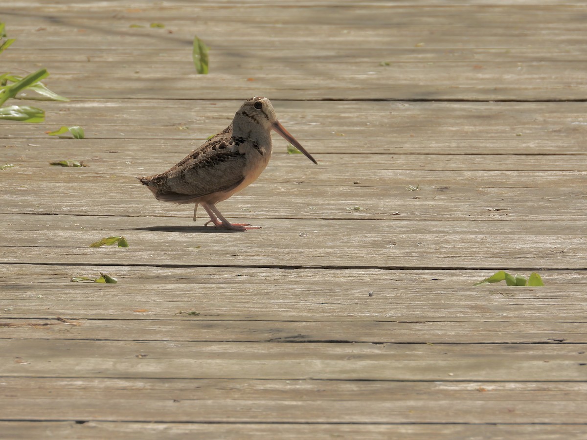 American Woodcock - ML618735375