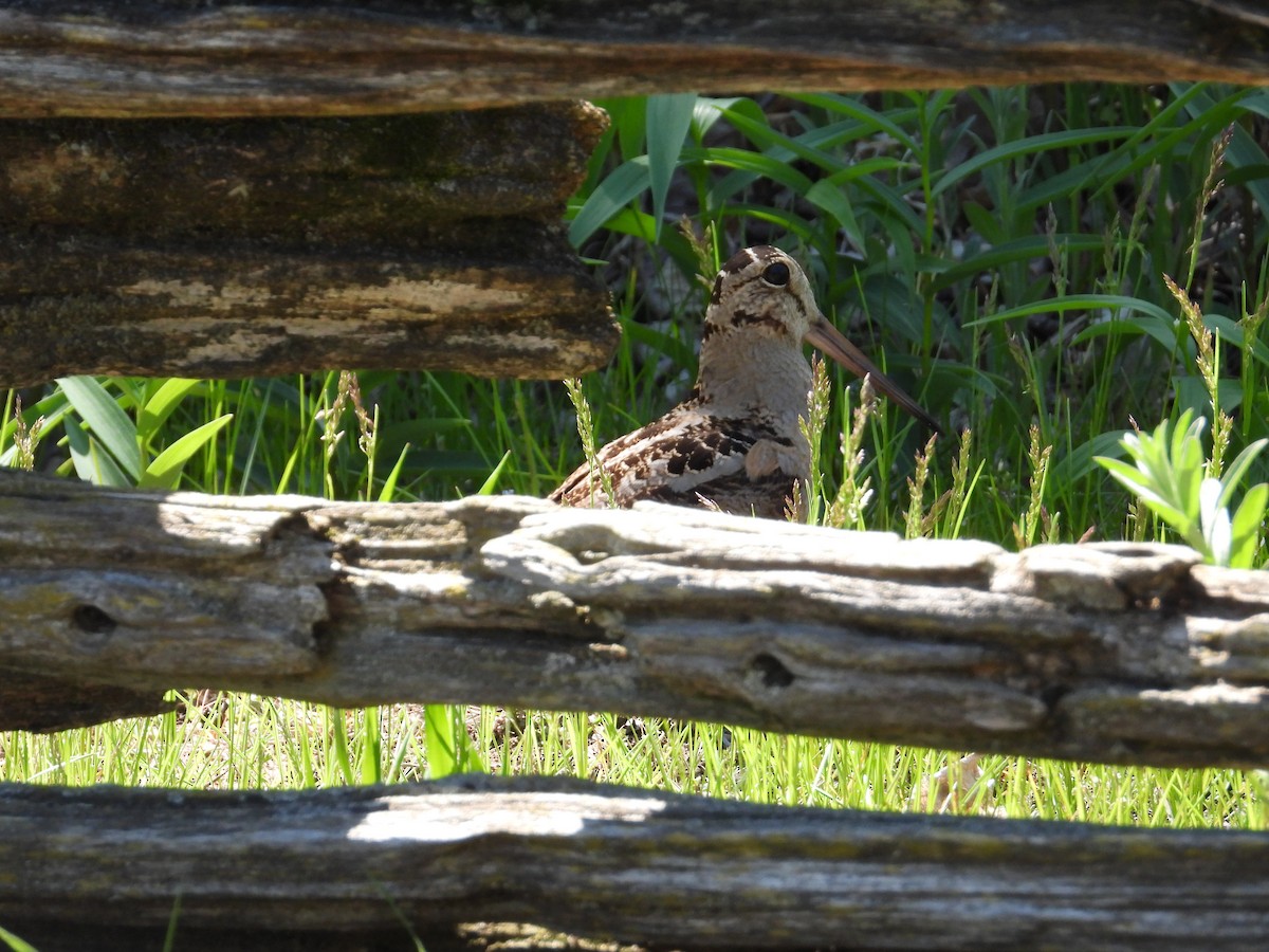 American Woodcock - ML618735377