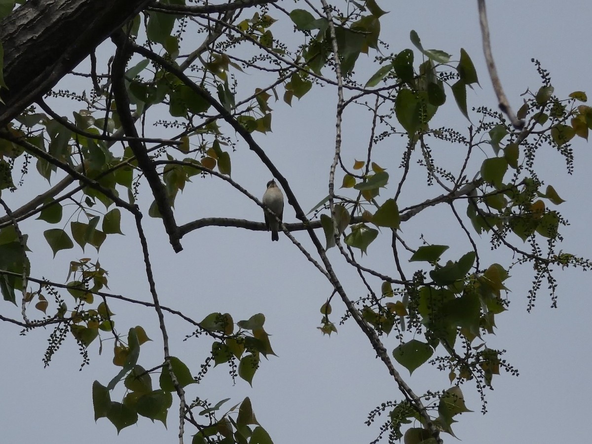 Sardinian Warbler - ML618735380