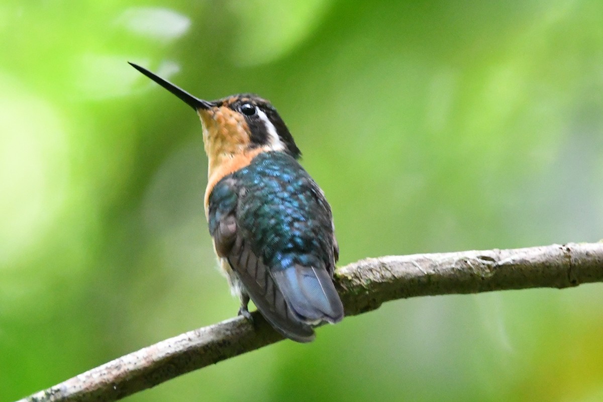 kolibřík fialovohrdlý - ML618735437