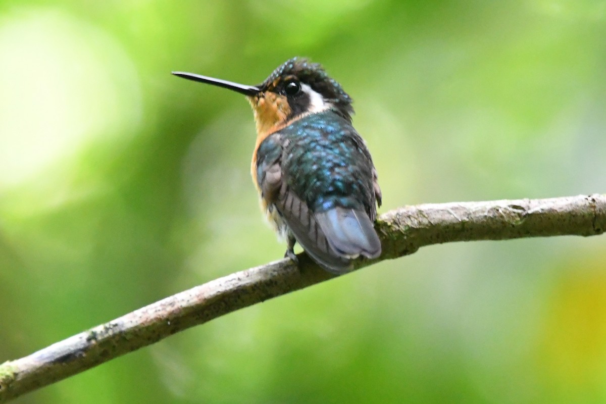 kolibřík fialovohrdlý - ML618735438
