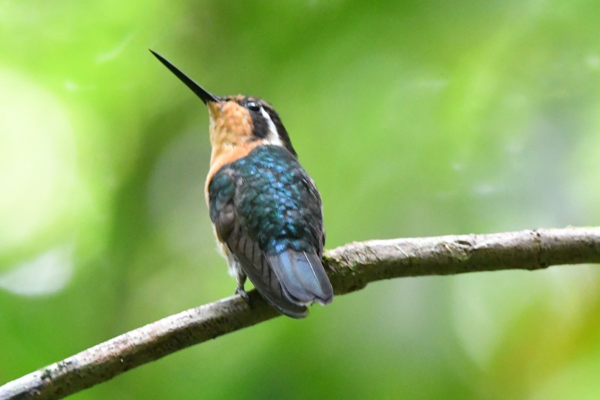 kolibřík fialovohrdlý - ML618735439