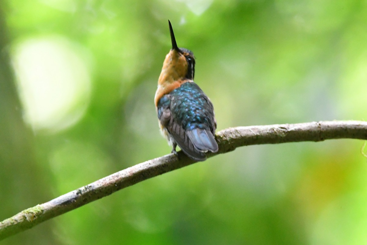 kolibřík fialovohrdlý - ML618735441