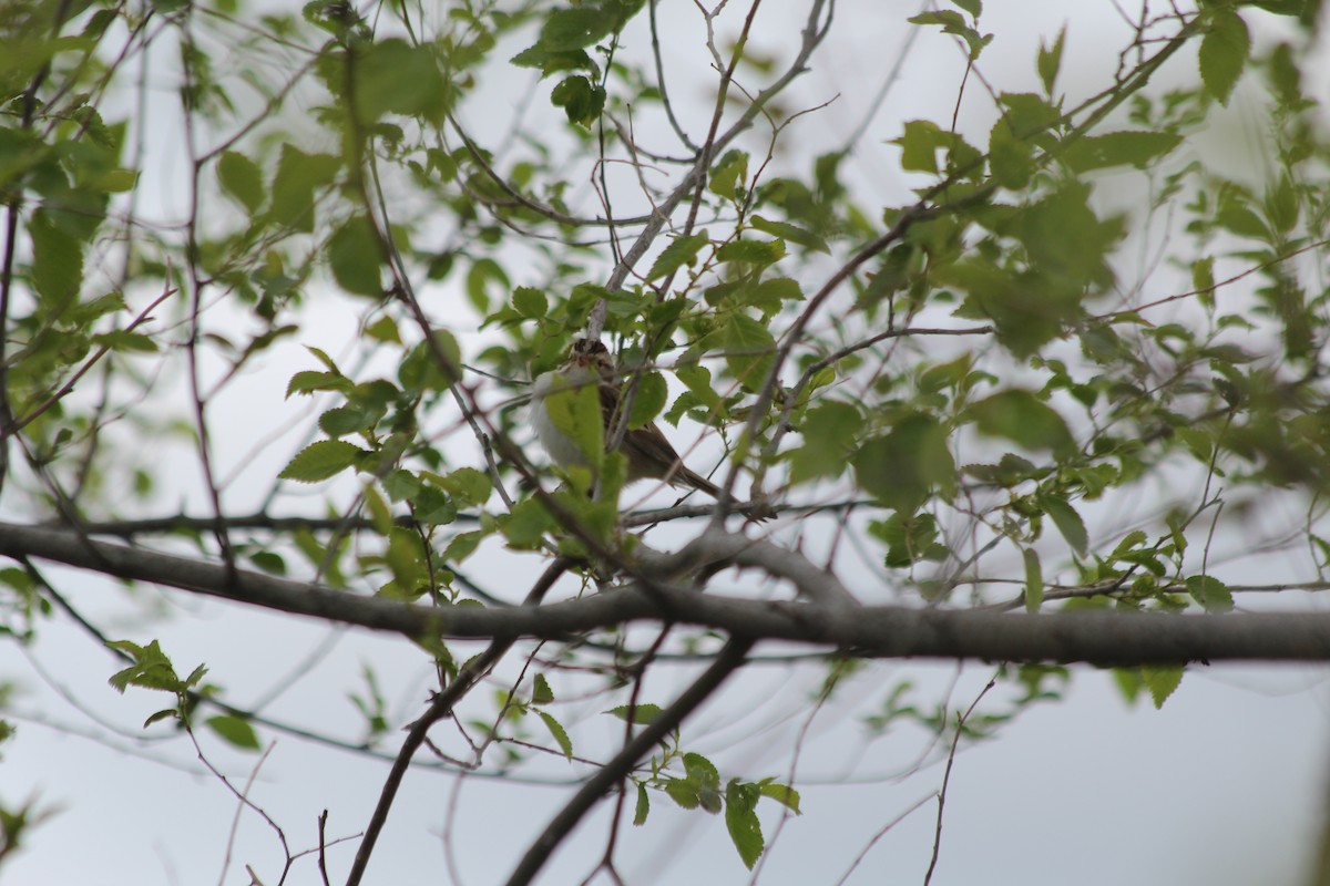 Clay-colored Sparrow - Grant Beverage