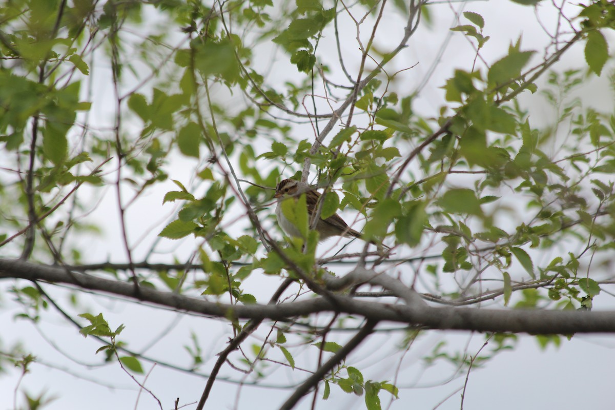 Clay-colored Sparrow - ML618735448