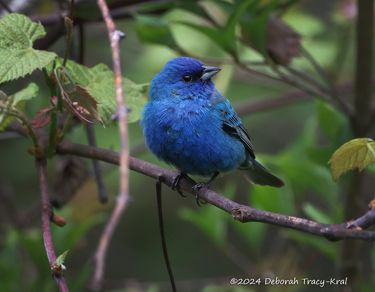 Indigo Bunting - ML618735450