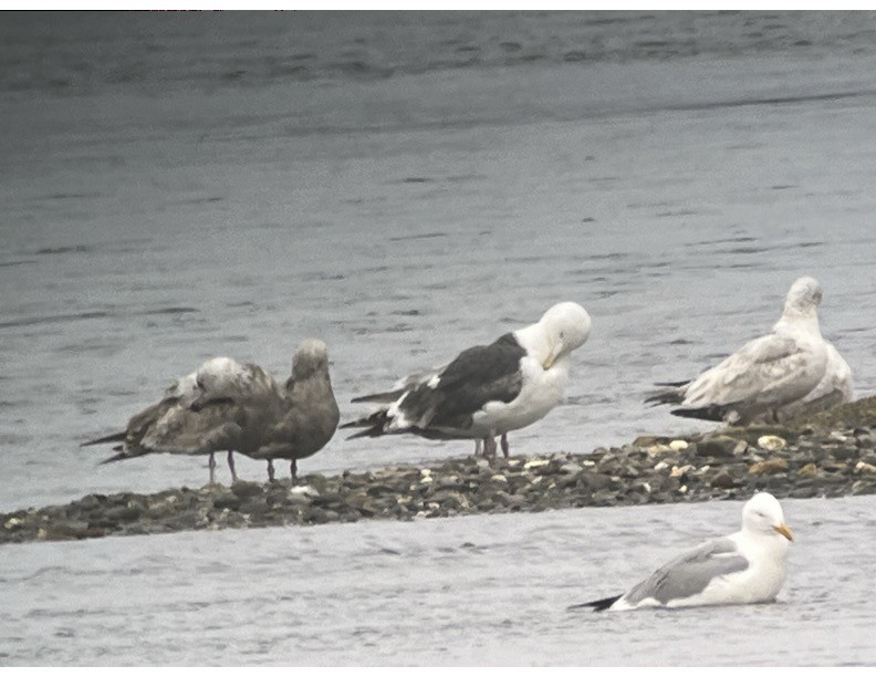 Slaty-backed Gull - Diane Jalbert