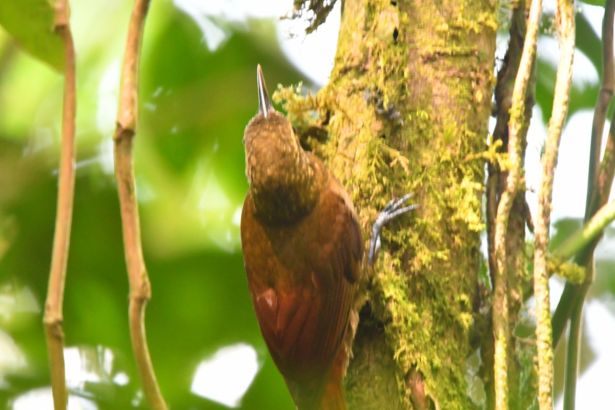 Spotted Woodcreeper - Jessy Lopez Herra