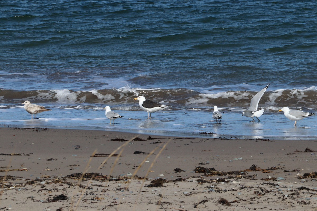 Ring-billed Gull - ML618735506