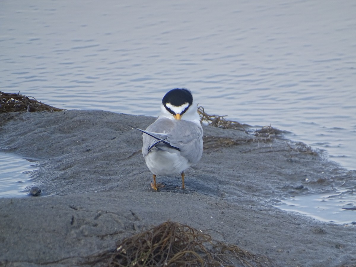 Least Tern - Robert Solomon