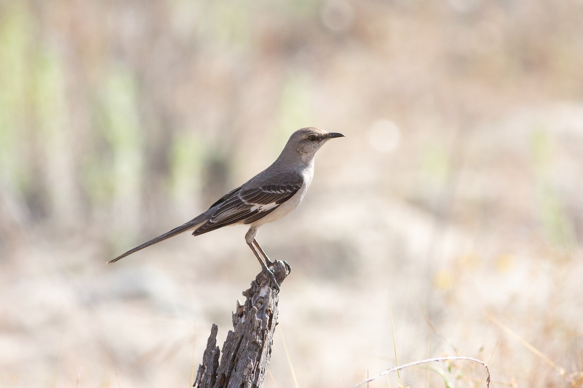 Northern Mockingbird - ML618735541