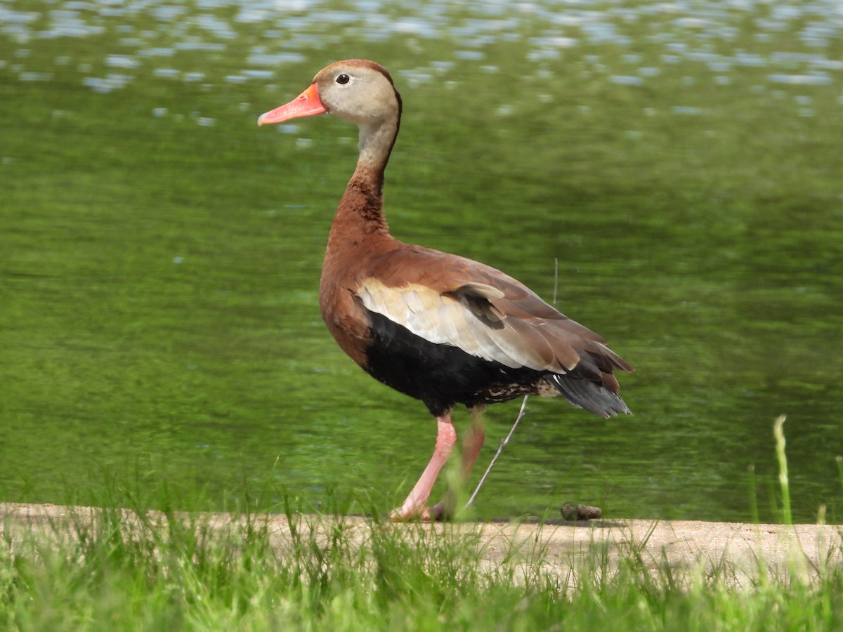 Dendrocygne à ventre noir - ML618735550