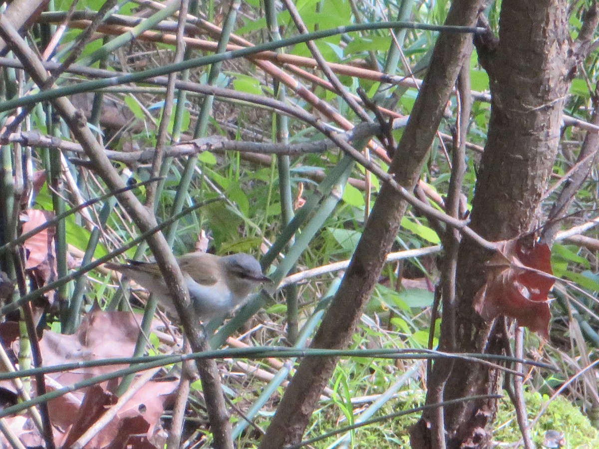 Red-eyed Vireo - ML618735552