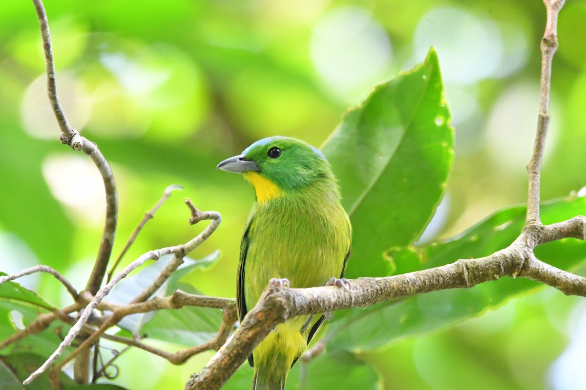 Green Shrike-Vireo - ML618735560