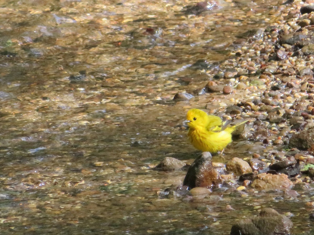 Yellow Warbler - ML618735566