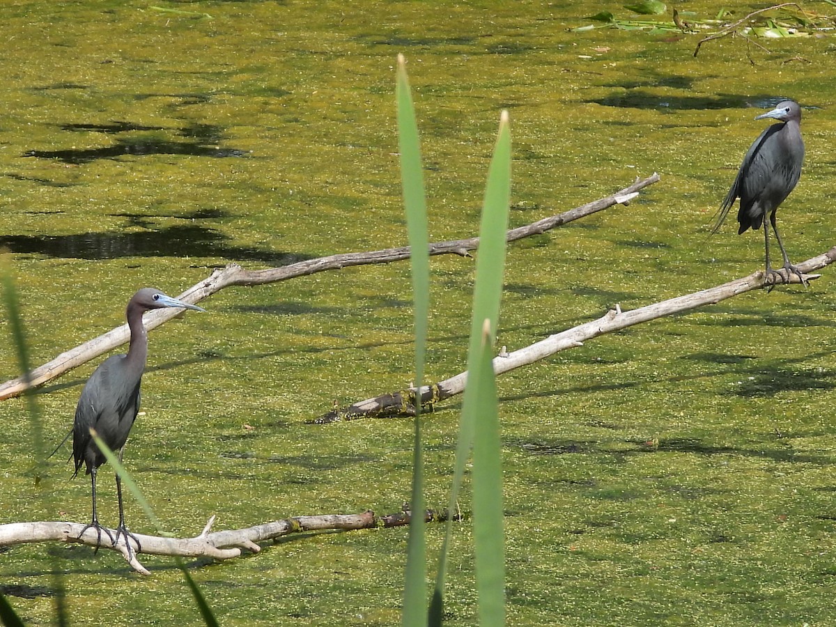 Little Blue Heron - ML618735594