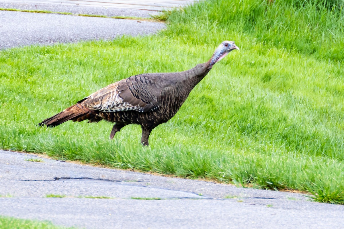 Wild Turkey - ML618735659