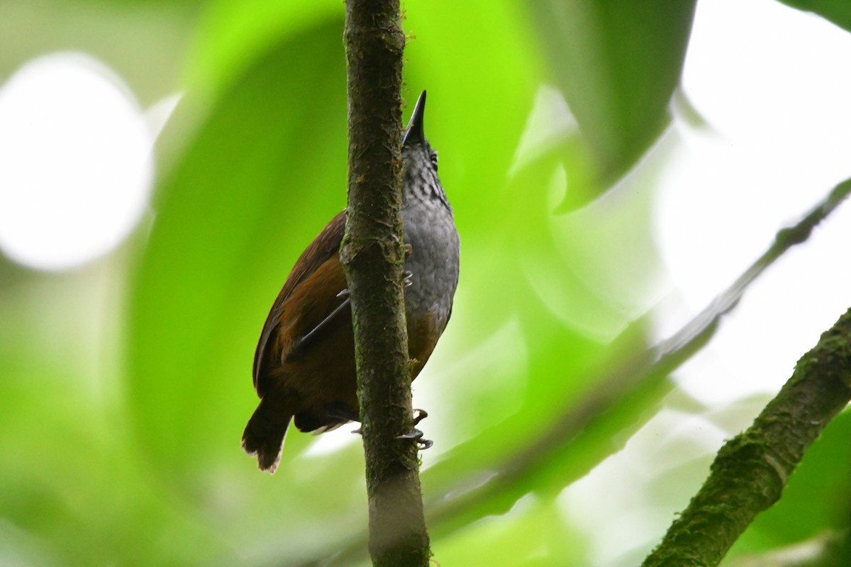 Gray-breasted Wood-Wren - Jessy Lopez Herra