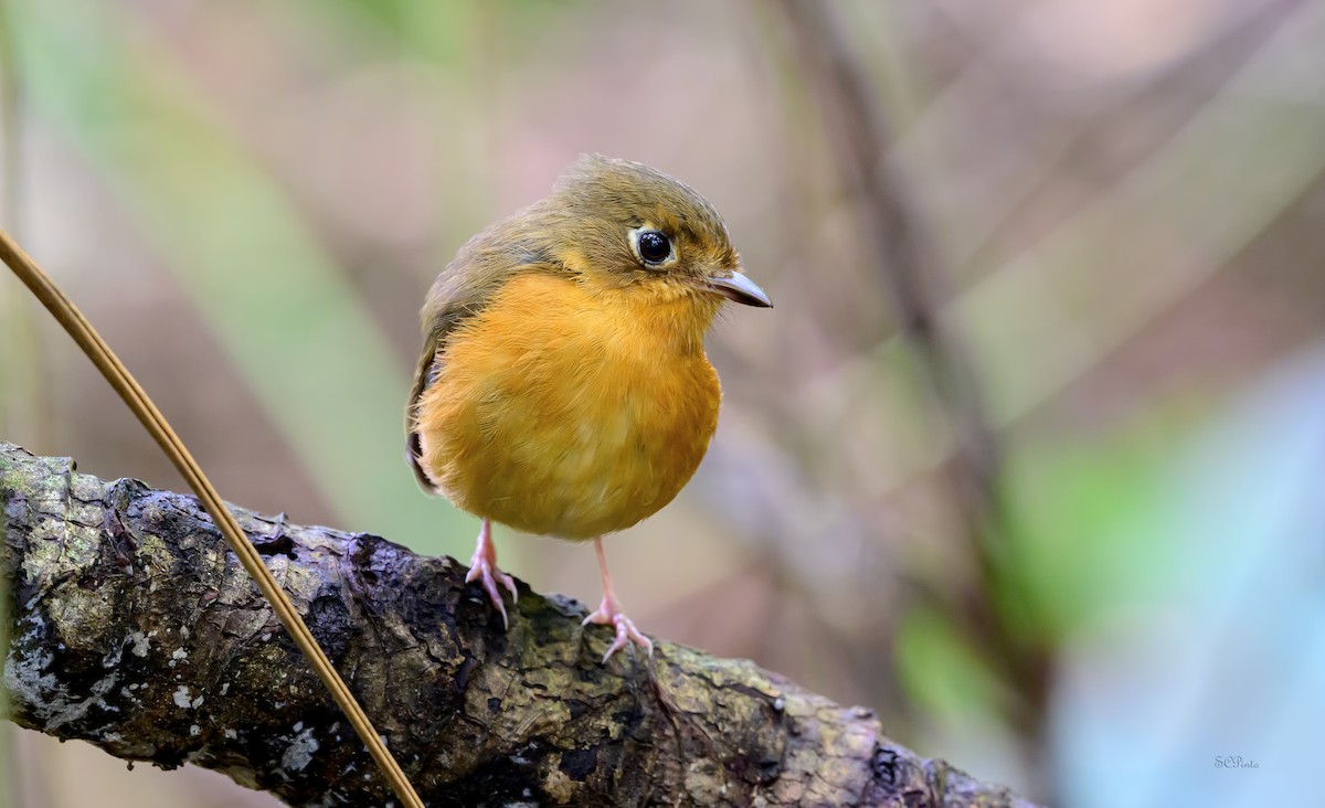 Rusty-breasted Antpitta (Rusty-breasted) - Shailesh Pinto