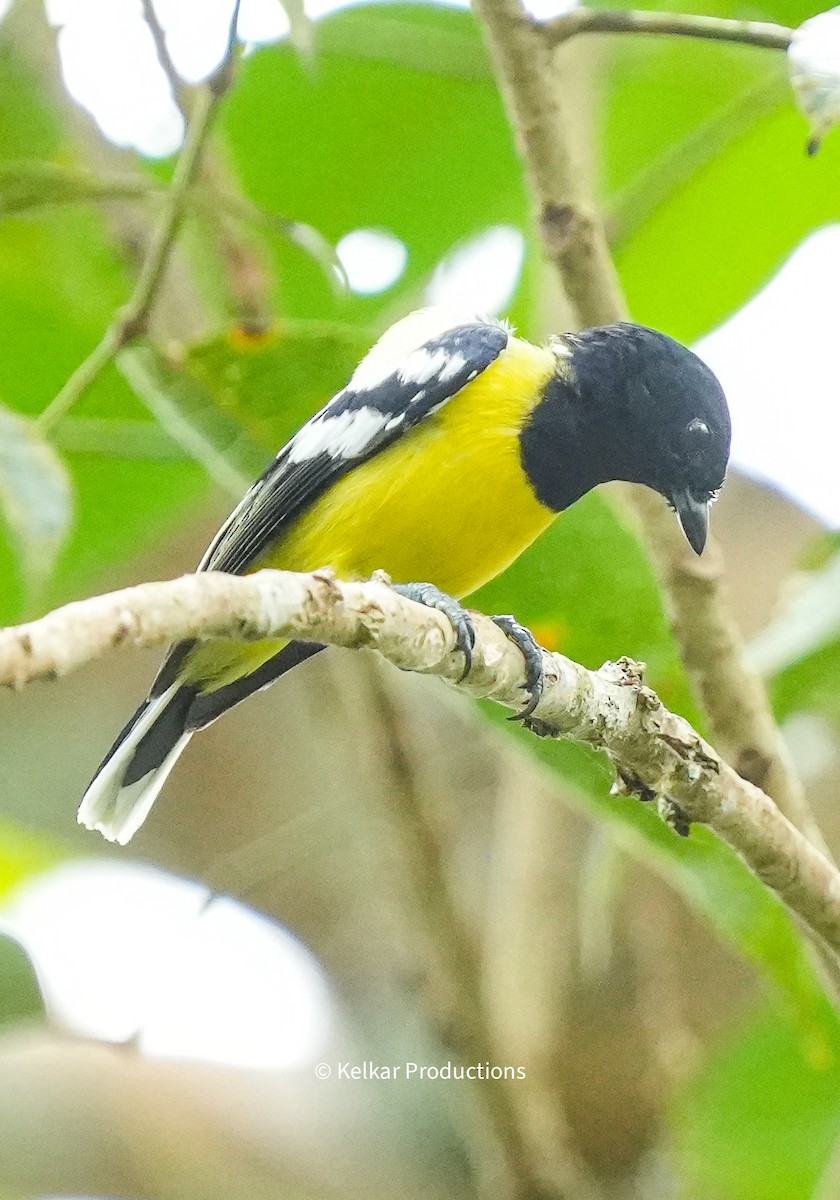 Palawan Tit - Anand Kelkar