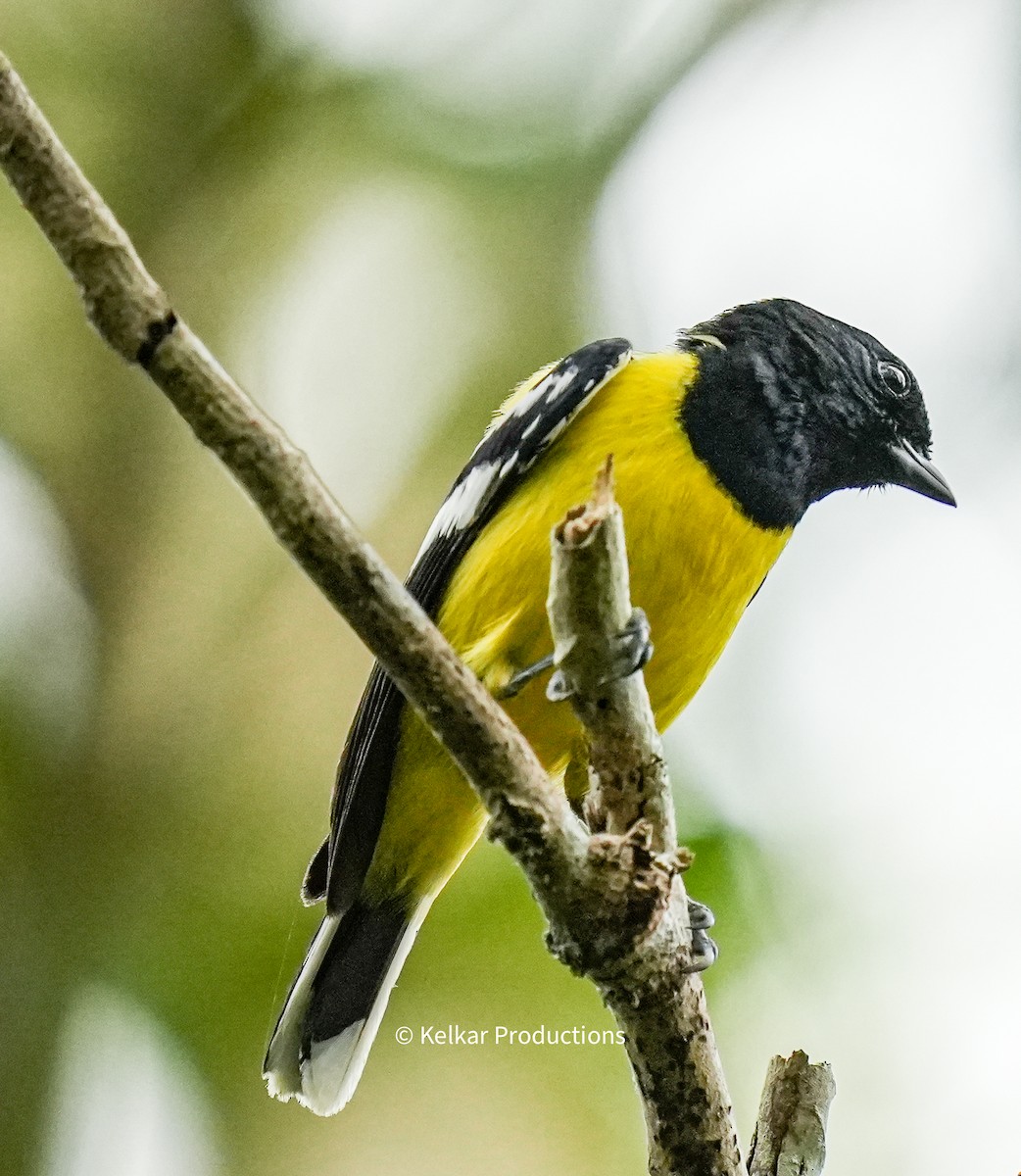 Palawan Tit - Anand Kelkar