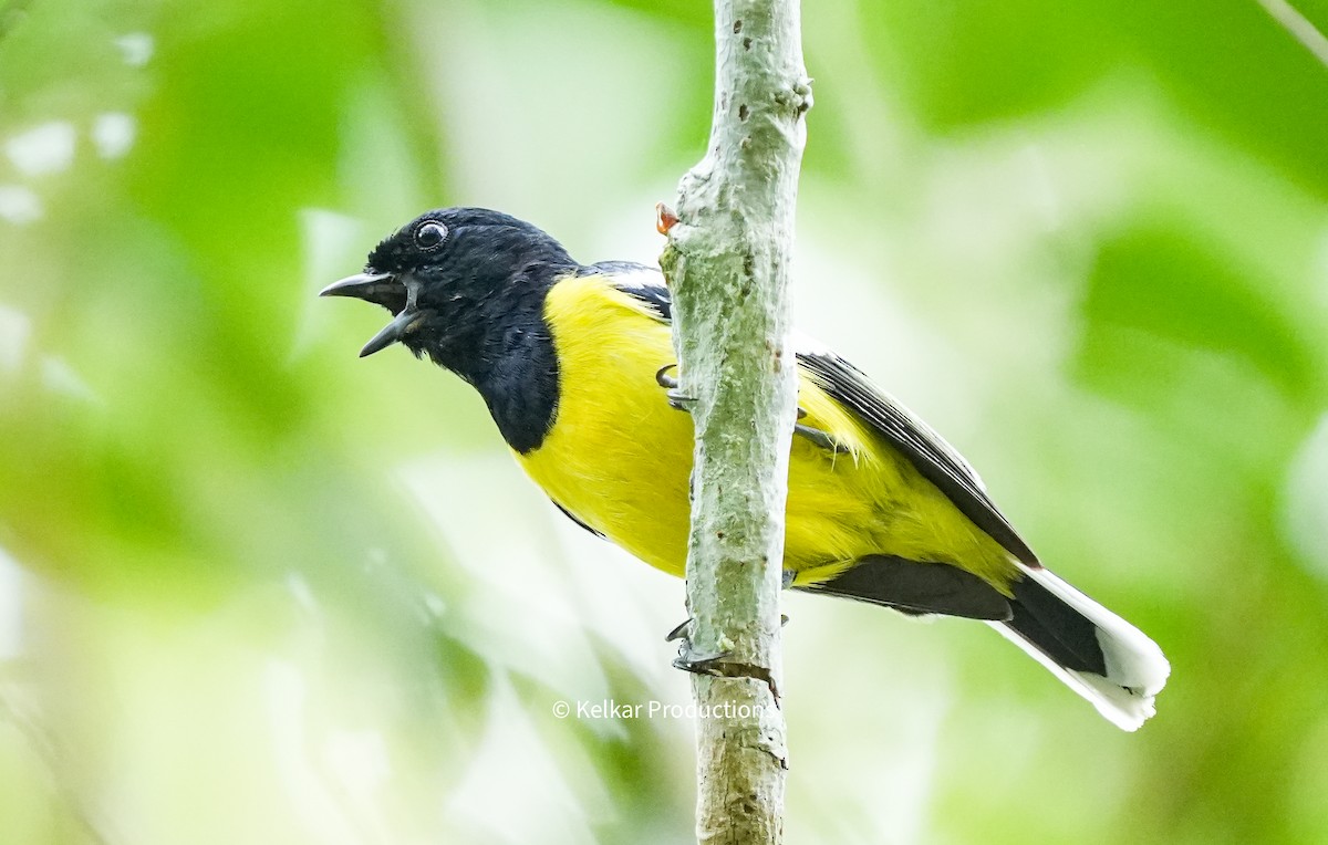 Palawan Tit - Anand Kelkar