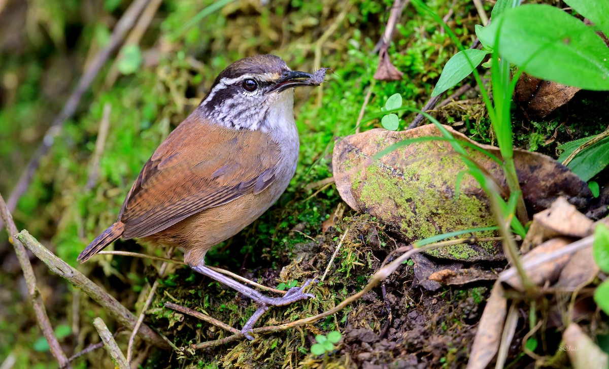 Gray-breasted Wood-Wren (bangsi) - ML618735719