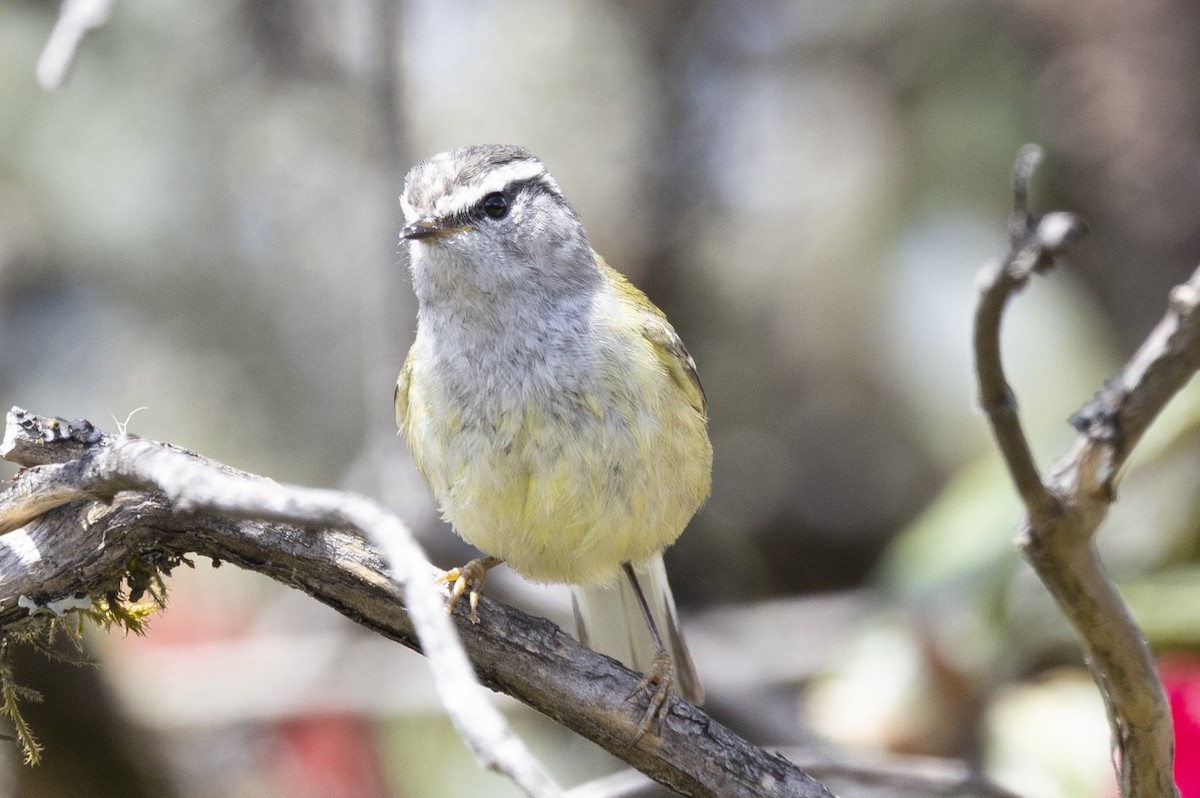 Ashy-throated Warbler - Robert Lewis