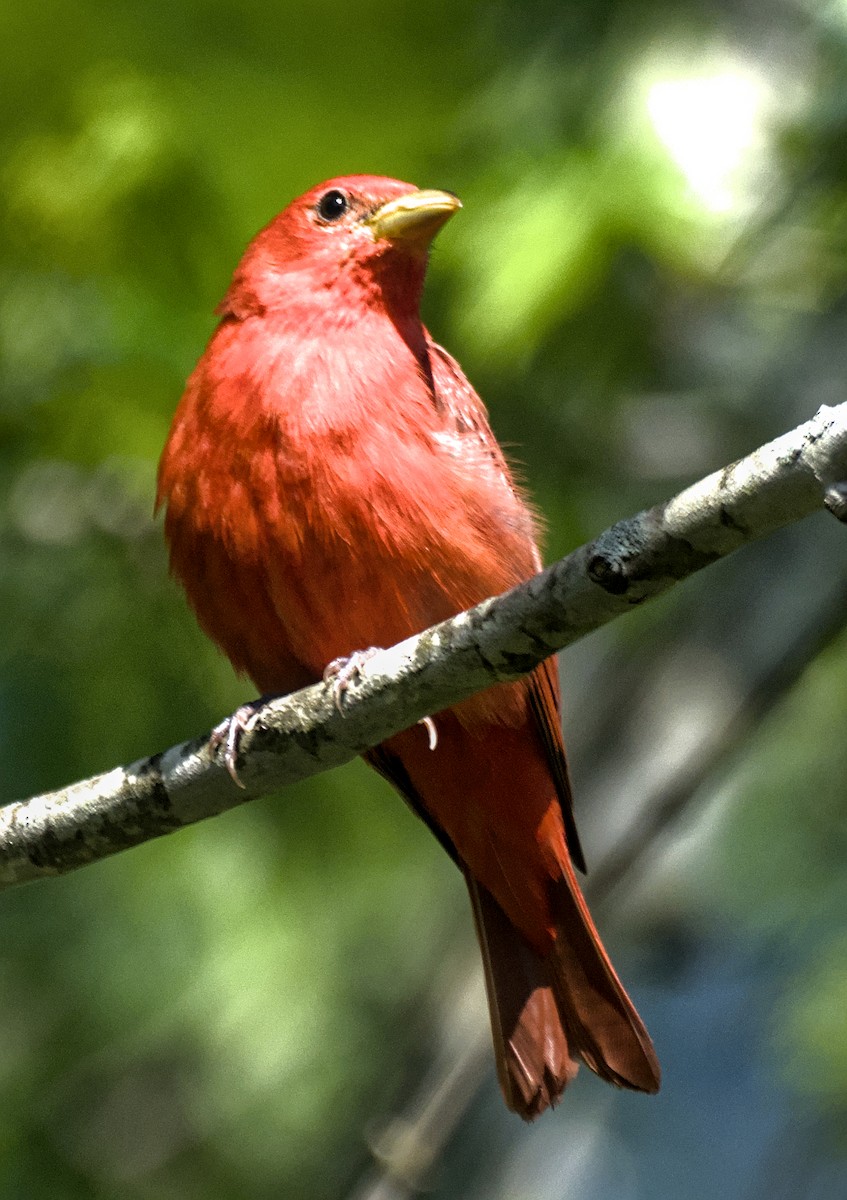 Summer Tanager - ML618735770