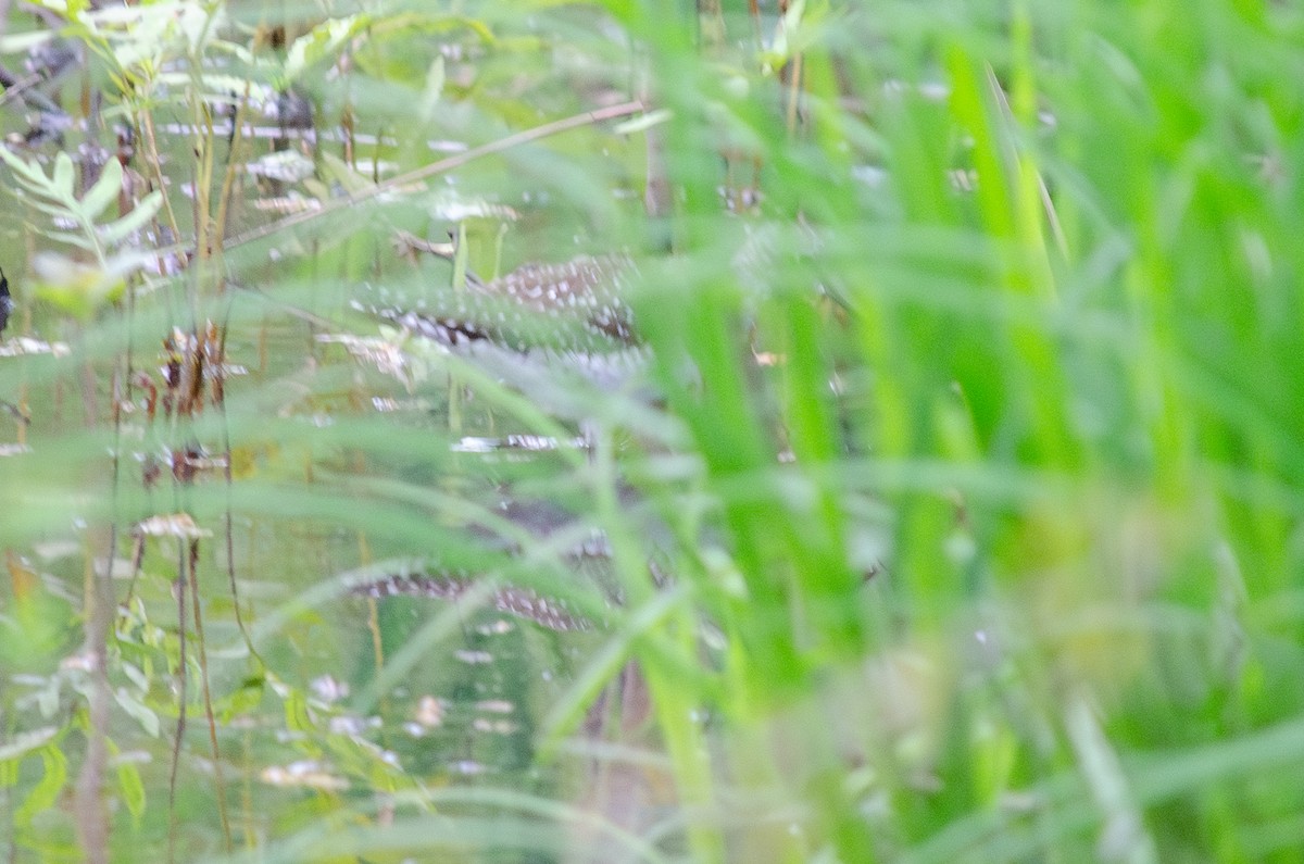 Solitary Sandpiper (solitaria) - ML618735780